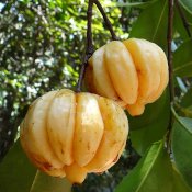 Deux fruits de Garcinia jaunes suspendus dans un arbre.