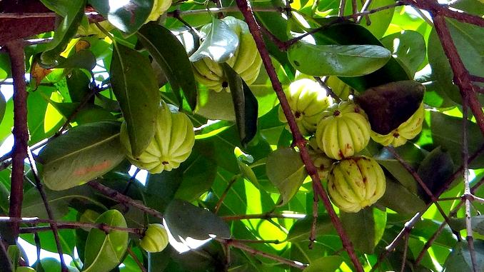 Arbre de Garcinia Cambogia qui comporte de nombreux fruits verts