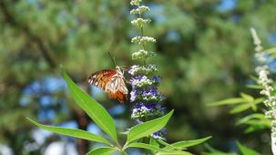 Fleur bleue de gattilier sur laquelle s'est posé un papillon.