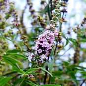 Fleurs violettes de gattilier, les feuilles sont vertes