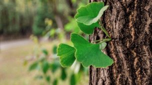 Des feuilles de ginkgo biloba vertes sortent du tronc. Le fond de l'image est vert et flouté.