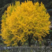 Deux arbres ginkgo biloba de grande taille. Leurs feuilles sont entièrement jaunes ce qui rend le feuillage doré.