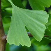 Feuille verte de ginkgo biloba. Elle possède deux lobes, d'où son nom : biloba.