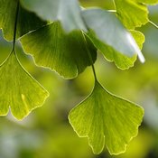 Feuilles de ginkgo biloba en gros plan. Les feuilles sont vertes, en forme d'éventail.