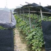 Culture du ginseng sous ombrières