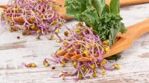 Graines germées de kale (chou vert) dans une fourchette en bois, posée sur une table. Il y a du chou kale à côté de la fourchette.