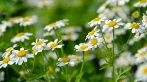 Fleurs de grande camomille (Tanacetum parthenium) dans la nature. Le coeur des fleurs sont jaunes et les pétales sont blancs. On aperçoit leurs longues tiges vertes.