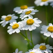 Fleurs blanches et jaunes de grande camomille (appelée aussi feverfew car elle combat la fièvre)