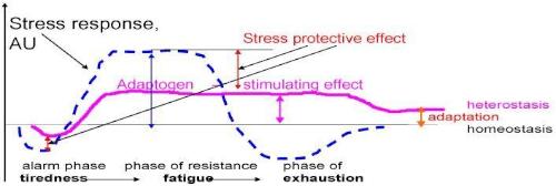 Graphique mettant en avant l'effet des adaptogènes sur le stress.