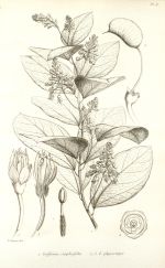 Dessin du griffonia simplicifolia : feuilles, fleurs et gousses. Oeuvre en noir et blanc.