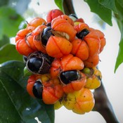Guarana : fruits rouges et noirs dans un arbre.