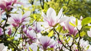 Honokiol : extrait de fleurs de magnolia