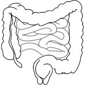 Radiations nucléaires et problèmes intestinaux : on aperçoit des Intestins dessinés noir sur blanc.