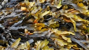 Photos de kelp (varech) de couleur brune et kaki en gros plan.