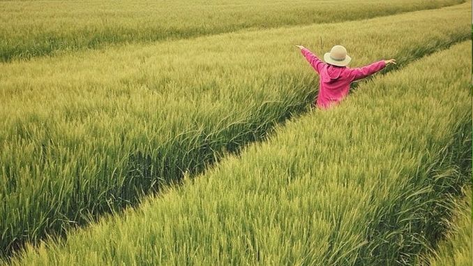 Une jeune fille habillée rose marche dans un champ de Kernza