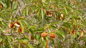 Feuilles et fleurs de kinkéliba à l'état sauvage