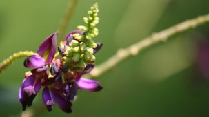 Fleur de kudzu violette et verte sur fond vert