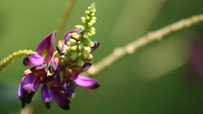 Fleur de kudzu violette et verte sur fond vert