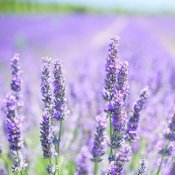 Champ de lavande, avec fleurs violettes en gros plan.