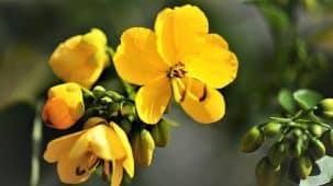 Fleur de séné jaune en gros plan. On aperçoit au fond de l'image des bourgeons verts encore fermés. Le séné est un excellent laxatif naturel.