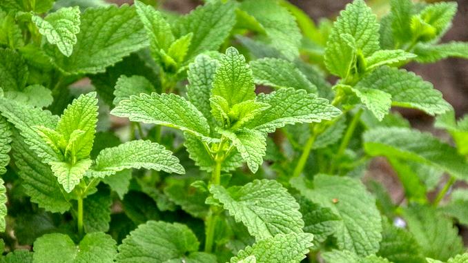 Plants de mélisse (Melissa officinalis). Les feuilles sont vertes et pointues.