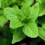 Feuilles de menthe poivrée en gros plan. Plusieurs autres feuilles vertes de la même espèce (Mentha × piperita) sont visibles en arrière plan.