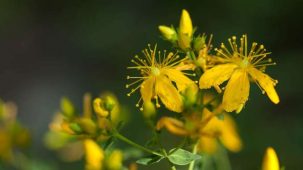 Millepertuis en gros plan : plante verte et fleur jaune.