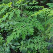 Feuilles de moringa en gros plan : vertes et arrondies.