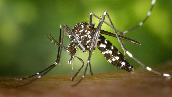 Moustique tigre sur peau humaine en train de piquer