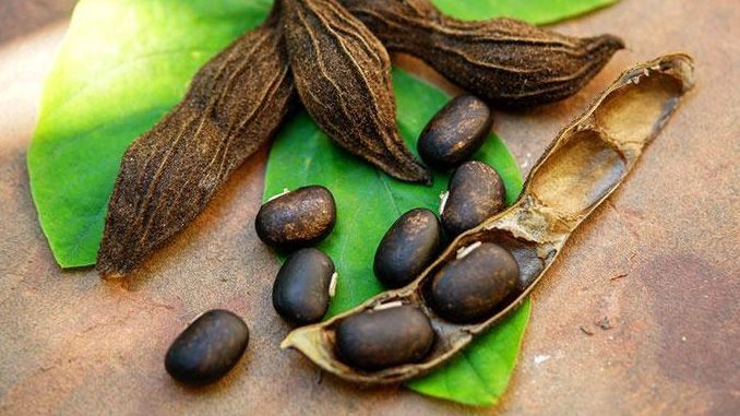 Pois de mucuna pruriens en gros plan, une cosse est ouverte en deux, couchée sur des feuilles vertes