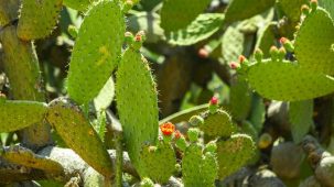 Nopal (Opuntia ficus indica) ou Figuier de Barbarie en gros plan. On aperçoit les feuilles vertes et les fleurs oranges et roses, naissantes.