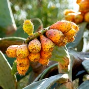 Fruits du nopal sur un cactus (Opuntia ficus indica). Les fruits sont jaunes orangés.