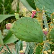 Nopal avec des fruits verts et roses au bout des feuilles.