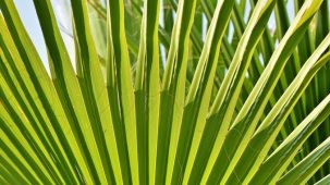 Feuilles vertes de Palmier nain (Sabal Palmetto) en gros plan