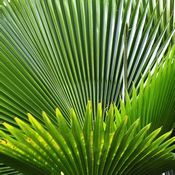 Feuilles vertes de palmier nain (Sabal Palmetto) qui laissent entrevoir la lumière à travers elles.