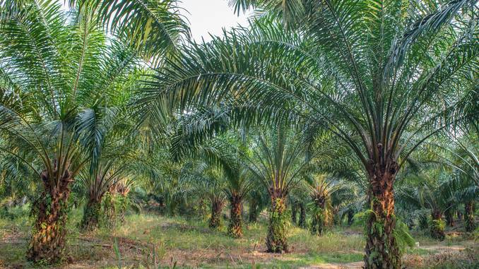 Forêts de palmiers d'où est extrait le palmitoyléthanolamide