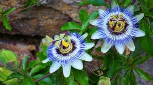 Deux fleurs de passiflore blanches et bleues. On aperçoit leurs feuilles et de la pierre en fond