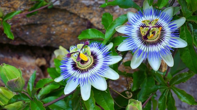 Deux fleurs de passiflore blanches et bleues. On aperçoit leurs feuilles et de la pierre en fond