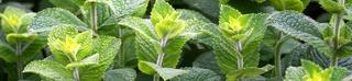 Feuilles de menthe en gros plan, avec un rayon de soleil sur certaines d'entre elles.