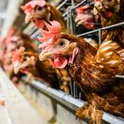 Poules enfermées dans une cage