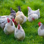 Poules en plein air dans une prairie verte