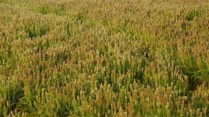 Culture de psyllium à perte de vue