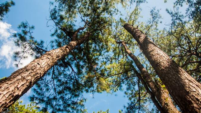 Des pins maritimes photographiés de leur tronc vers leurs cimes. On aperçoit un ciel bleu au dessus de leurs branches vertes.