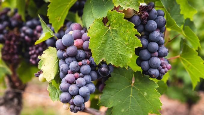 Grappes de raisin noir dans les vignes.