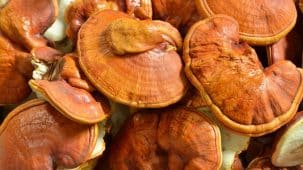 Gros plan sur plusieurs champignons Reishi. Ils sont de couleurs orangés.