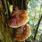 Gros plan sur plusieurs champignons reishi. Leur tête est grande, ronde, plate et de couleur rouge-orangée.