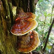 Champignons reishi qui poussent sur un tronc dans une forêt. 