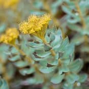 Fleur de rhodiola rosea jaune en gros plan.