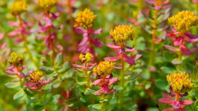 Fleurs de rhodiola jaunes et roses en éclosion. On aperçoit en fond ses feuilles vertes charnues