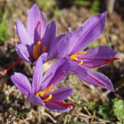 Safran : trois fleurs violettes écloses d'où sortent les pistils.